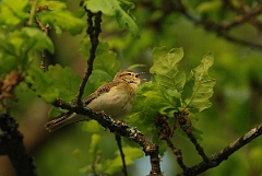 David Plant Photography - Wildlife Photography - Willow warbler - A